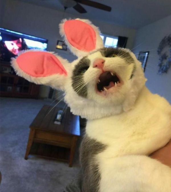 The cat is clearly against ... - cat, Animals, Bunny ears