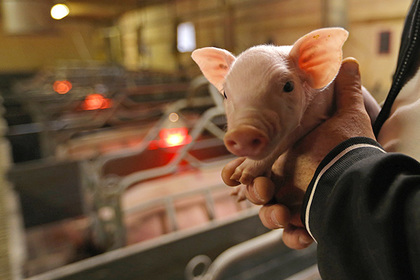 Human organs will be grown in pigs - Pig, The science, Organs, ribbon