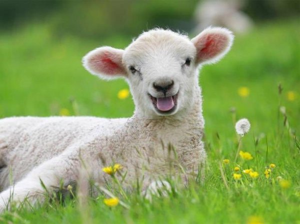 In Italy, a vegan girl killed her parents while saving an Easter lamb - Vegan, Evil, Lamb, Murder, Italy