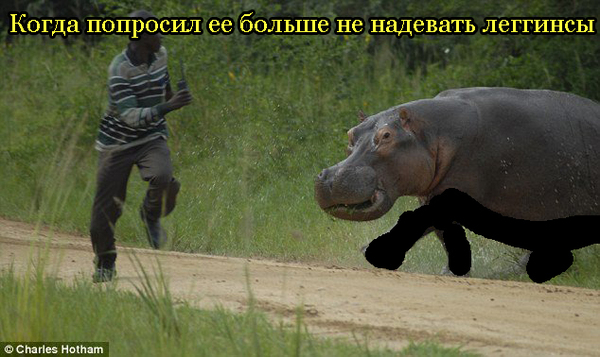 Did not take it - hippopotamus, Leggings, Request, Images