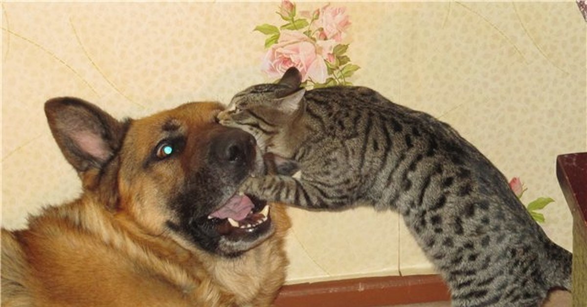 Укушенные собакой кошки. Кот кусает собаку. Кот и собака. Котенок кусает собаку. Смешные кошки и собаки.