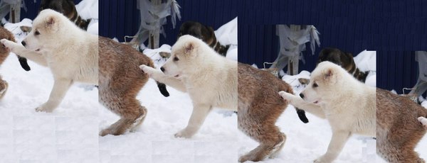 Looped dog and lynx :) - My, Lynx, Dog, Katyavaleeva