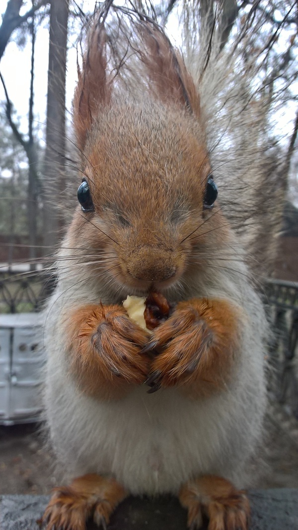 Just a squirrel, just eating a nut. - The park, My, Squirrel, Almaty