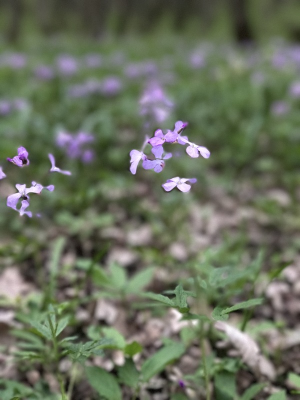 Levitation of flowers in the spring forest. - My, The photo, Portrait, , Nature, Spring