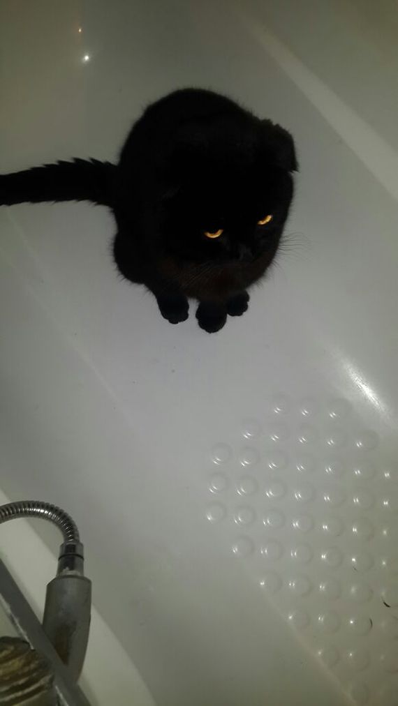 Spot :)) - cat, The photo, Bath