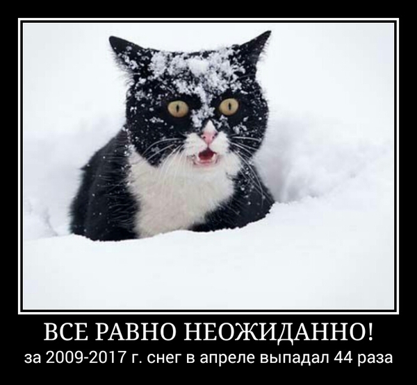 Snow fell unexpectedly in Irkutsk - My, Irkutsk, Irkutsk region, Snow, Suddenly, , Irony, cat, Demotivator