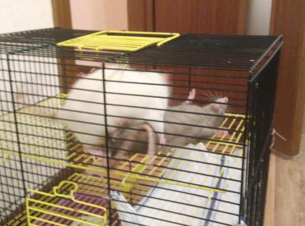 Rat fight - My, , 