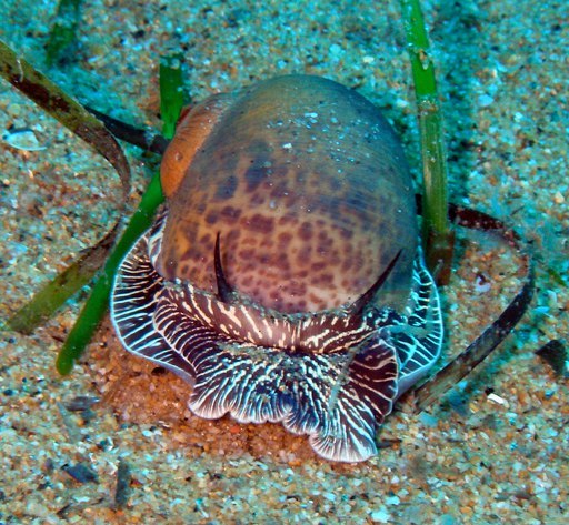 Fossilized sea snail Natica (lat. Natica) - Paleontology, Fossils, Seashells, Video, Longpost