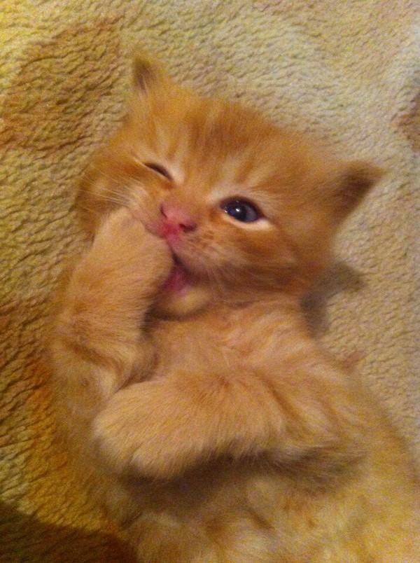 ������ � �����)