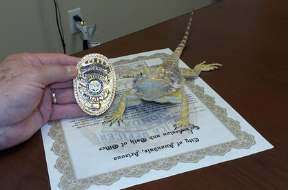Lizard became a police officer in the US - Lizard, , , Police