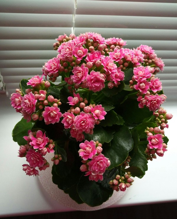 Kalandiva Lux) - My, Flowers, Plant growing, Houseplants