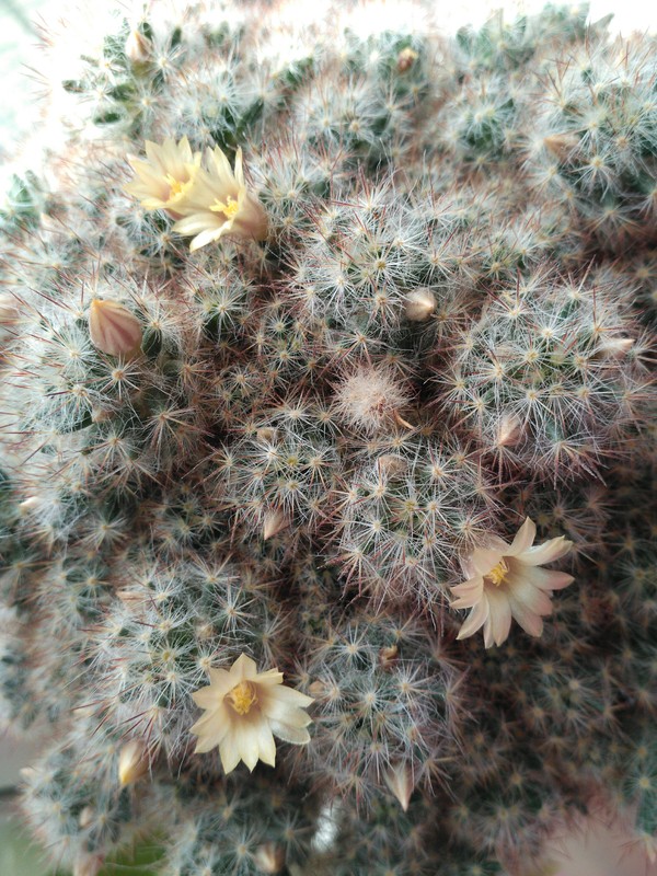The cactus is blooming! - My, Cactus, Bloomed, Barbed, Spring=Winter, Spring