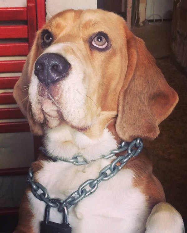 Brutal boy! - Cool, Beagle, Dog, My