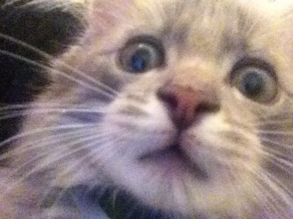 Simon is angry :) - My, cat, Shock, Selfie, Pets, My pizduk, Memes