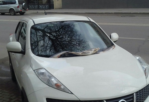 Воронеж удивляет