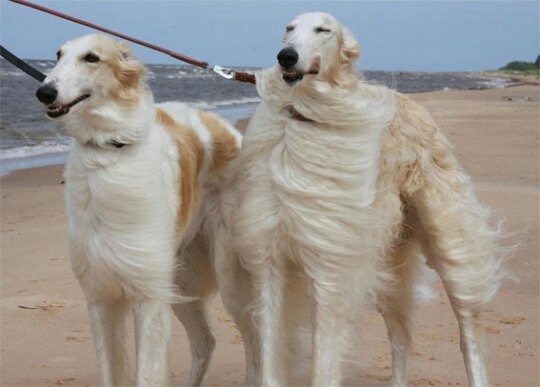 light breeze - Dog, Wind