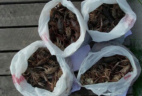 When I got a little carried away catching crayfish - Republic of Belarus, Crayfish, Catching, Court