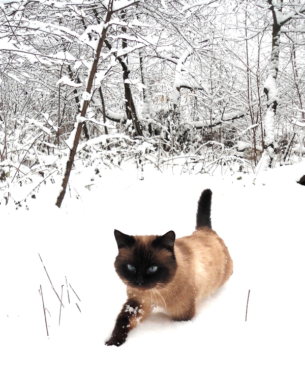 ������� ������