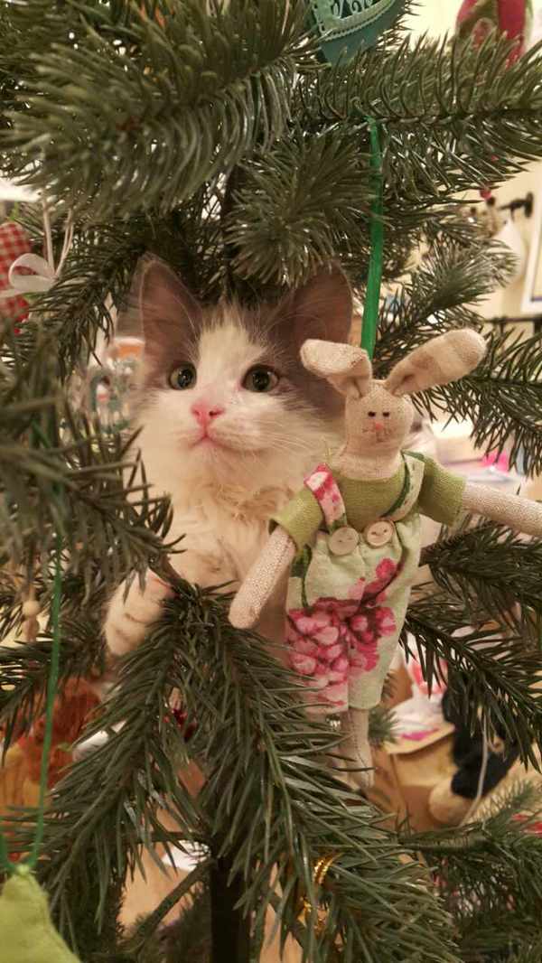 В первый день зимы... Кот, Спасение животных, Первый день зимы, Копипаста, Длиннопост