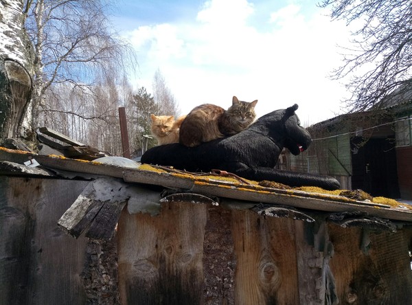 Cat on a cat - My, cat, Nature