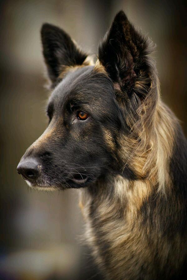 Beautiful photo of a beautiful dog - The photo, Dog, Sheepdog