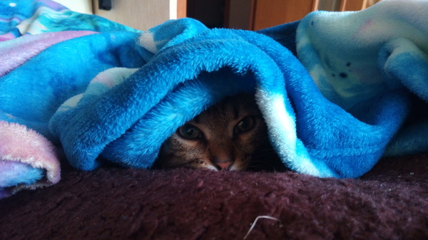 The cat is hiding under the blanket - My, cat, Plaid, Milota, Pet, Video, Pets