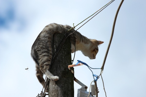 Steeplejack - My, The photo, Animals, cat, Catomafia, Longpost