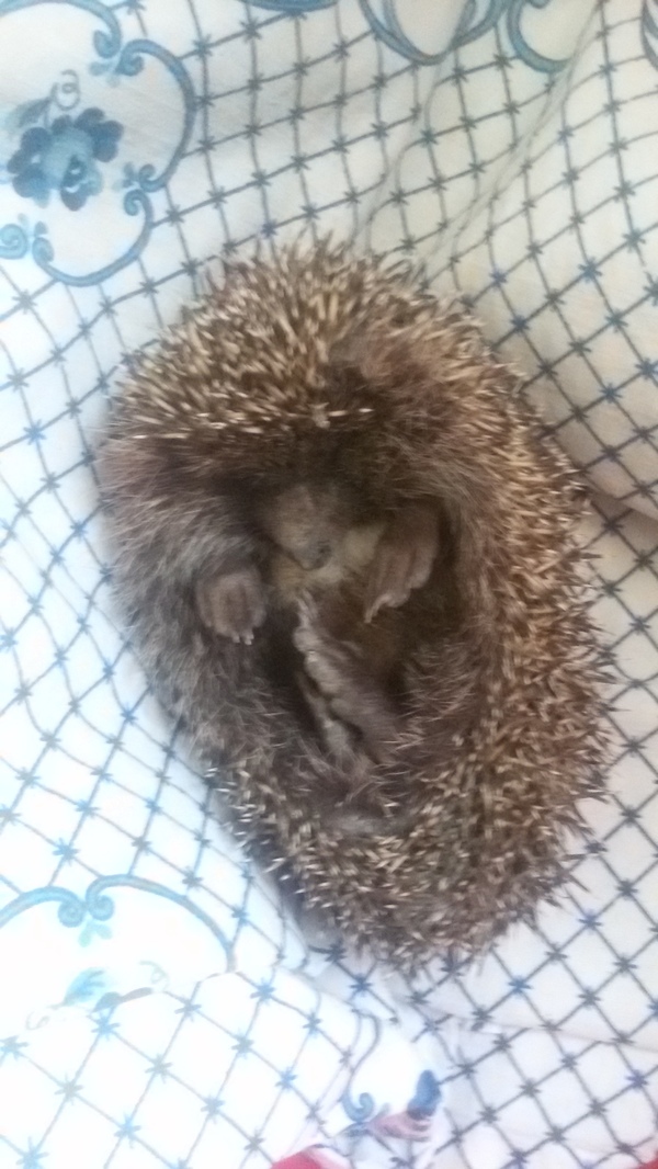 Help save the hedgehog! - My, Hedgehog, , Help, Veterinary, Longpost, Animals