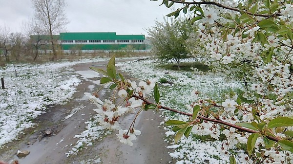 What could be better for cherry blossoms? - My, Snow, Cherry, Flowers, Weather, Bad weather