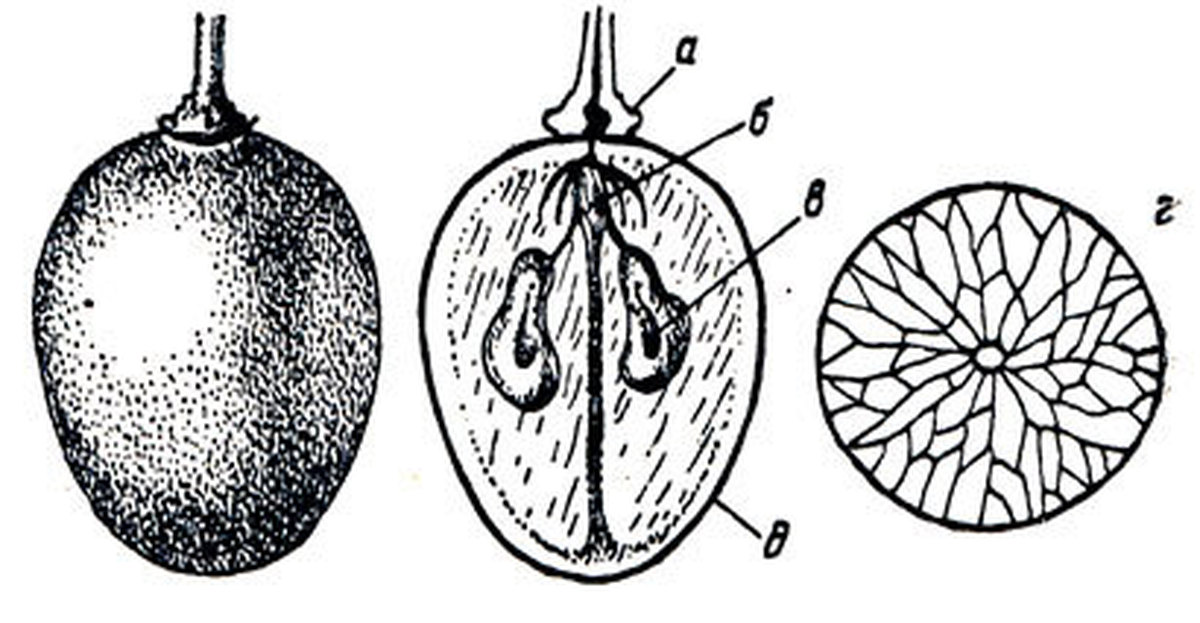 Сердцевина плода. Строение плода винограда. Строение ягоды винограда. Плод винограда эндокарпий. Плод винограда в разрезе.