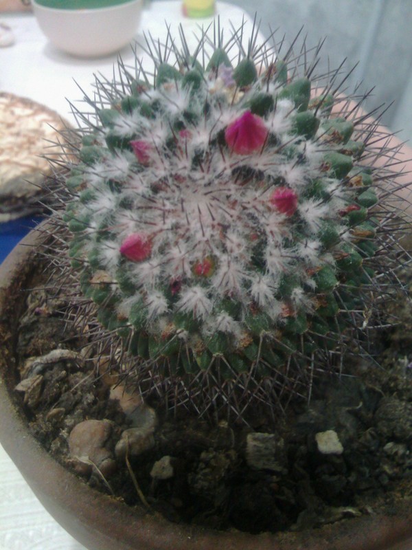 On a wave of flowering cacti. - My, Cactus, Flowers