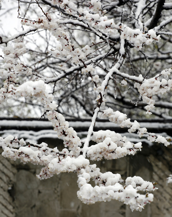 Spring and winter in one bottle. - Flowers, Longpost, Snow, My, The photo