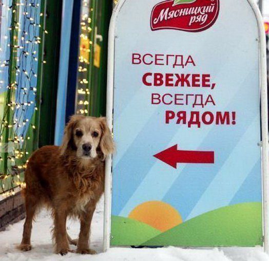 When you were in the wrong place at the wrong time - Dog, Humor, Myasnitsky Ryad