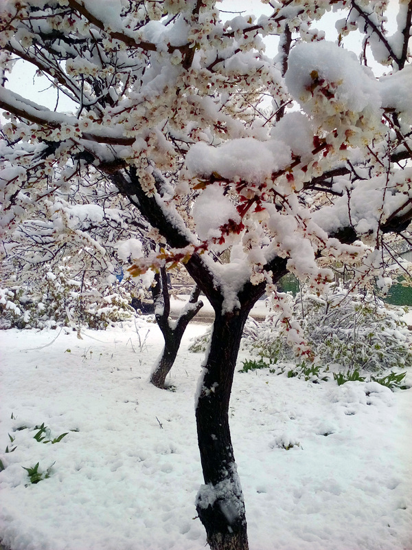 And it's April! And the cyclone has reached us. Kharkov April 19 - My, , , Blizzard again, , Longpost