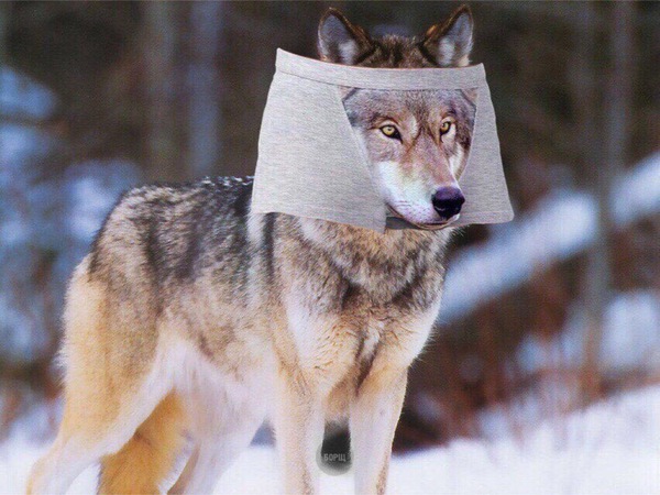 Wolf - Wolf, Underpants