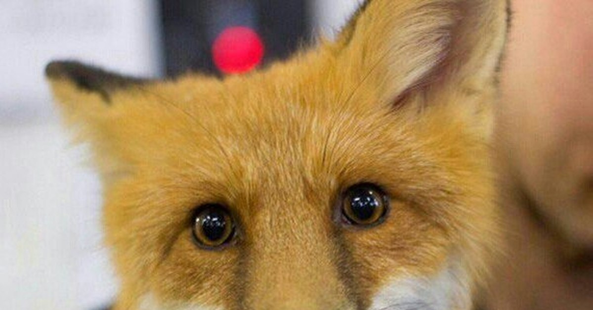 Лисы на столбах. Сырные с лисой. Увидишь лисицу. Московский зоопарк лисы. Увидишь лисицу.