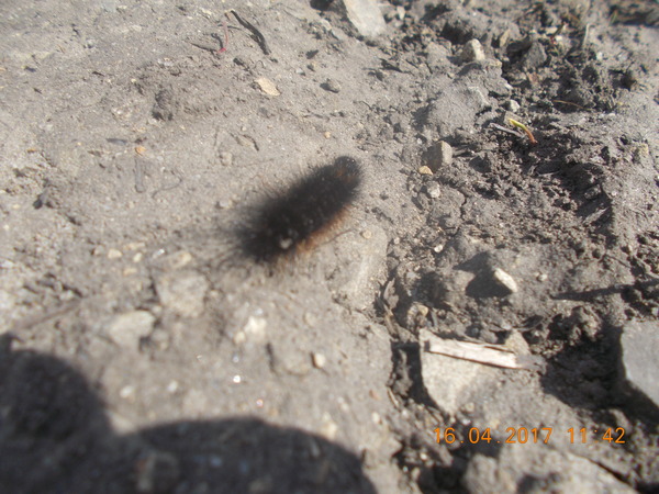 fluffy creeper - My, Spring, Caterpillar