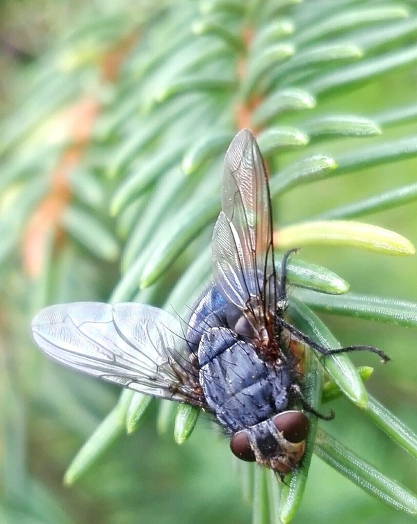 Fly ... close ..)) - My, Муха, Mum, 