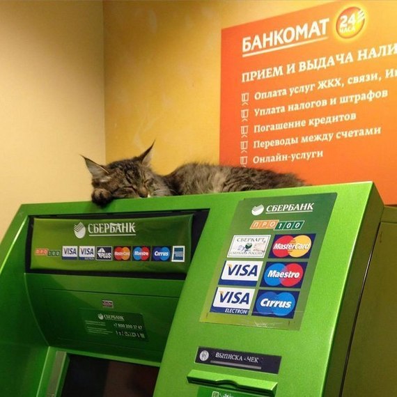 New employees of Sberbank) - cat, Sberbank, Longpost