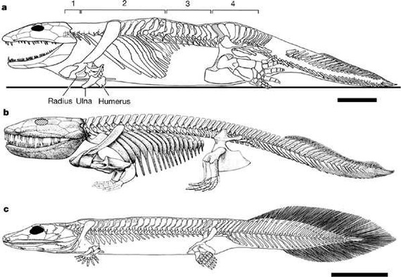 Legs, arms and tail - My, Paleontology, Devonian, Paleogeography, Tetrapods, , Interesting, Longpost, Land