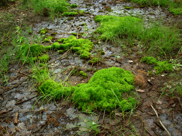 closed ecosystem. Instruction. My version - My, Nature, Plants, Apartment, Longpost, Interesting, Closed ecosystem