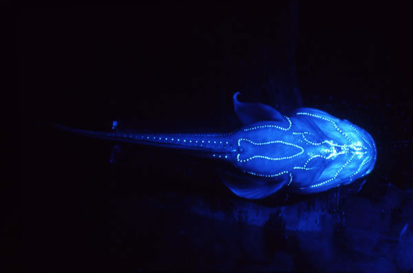 Living Light Magic - Light, Bioluminescence, Squid, A fish, Neon, Ocean, Sea, Under the water