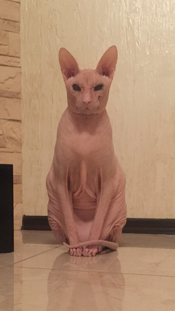 My Zhdun - My, Zhdun, cat, Sphinx