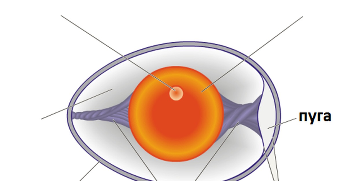 Слои яйца. Строение яйца птицы без подписей. Строение яйца птицы схема. Внутреннее строение яйца птицы. Строение яйца птицы биология.