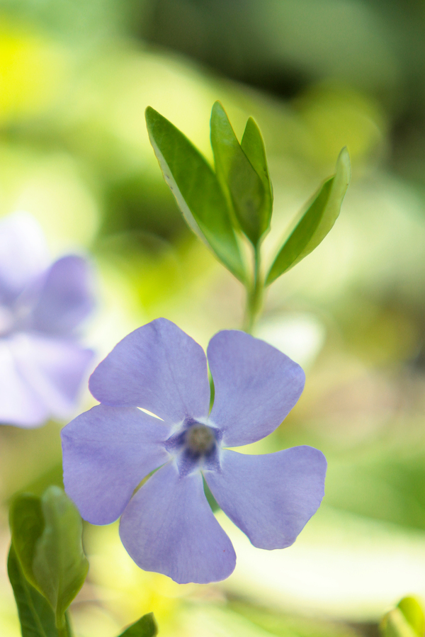 Periwinkle - My, Flowers, My, The photo, Periwinkle, , Helios44-2