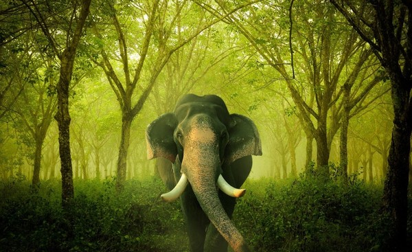 Wisdom in the Emerald Forest - Elephants, Forest, Wisdom, Green, Power, Tusk, Trunk, Tree