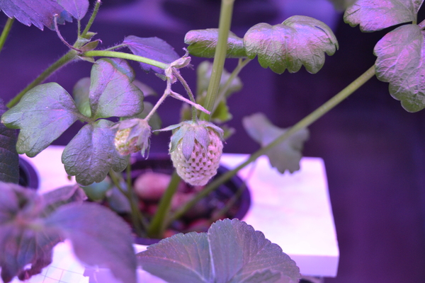 Выращивание растений на гидропонике в домашних условиях: видео | Компания «Большая земля»