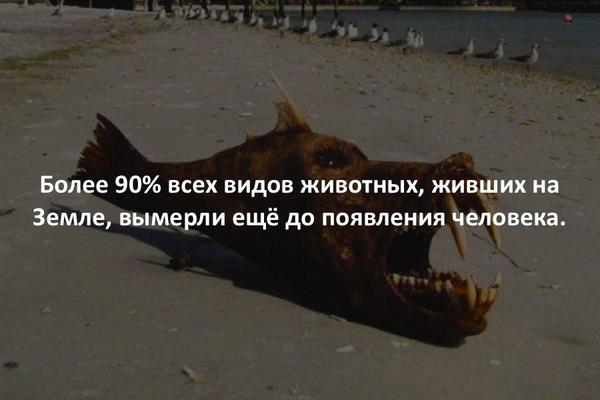 The remaining 10% died out precisely because a person appeared. - Animals, , Person, Extinct species