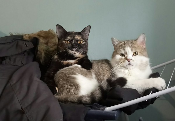 The best place in the house is the dryer :) - My, cat, Tricolor cat, Relax