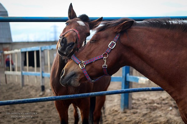 A little cute - Milota, The photo, Mentally, Horses